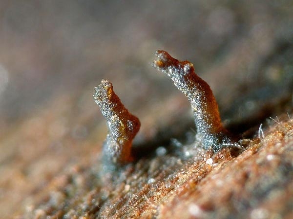 JHP-05.065-Pseudohal#145E53.jpg