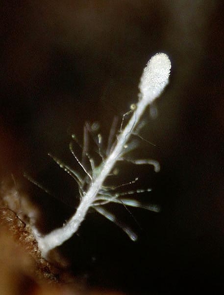 JHP-05.068-Hirticlav#145B9F.jpg
