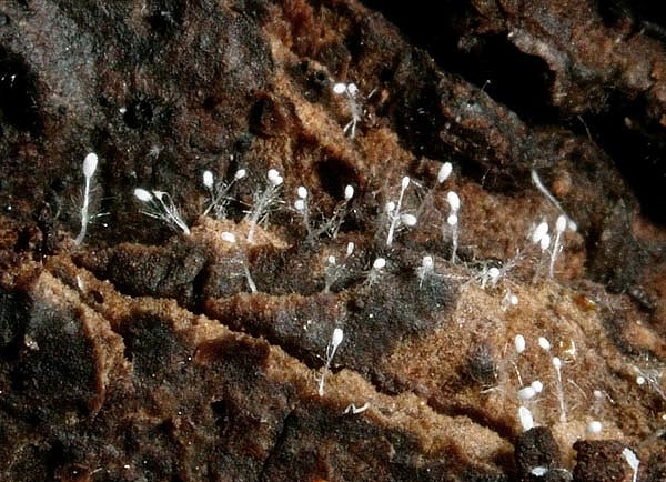 JHP-05.068-Hirticlav#145E57.jpg