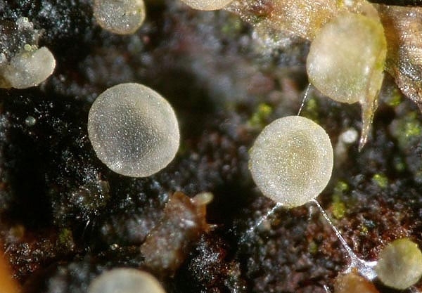 JHP-05.074-OrbiliaEpip03.jpg