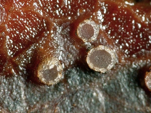 JHP-05.081-CrustomolliSp03.jpg