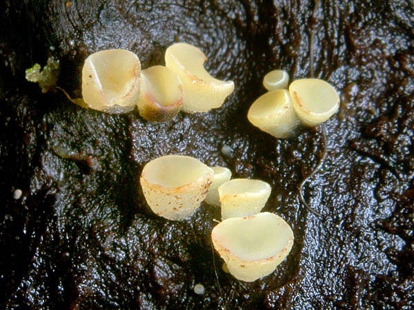 JHP-05.083-HymenoscyphSp06.jpg